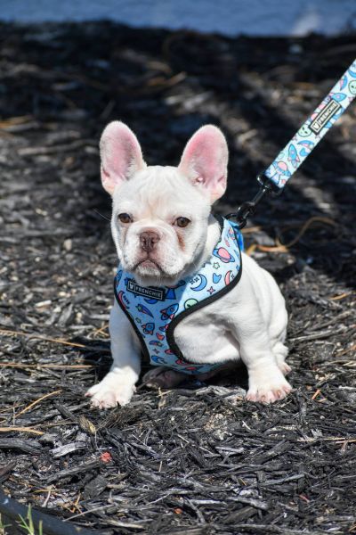 Bulldog Francs