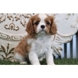 Cavalier King Charles Spaniel