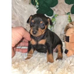 Pinscher Miniatura
