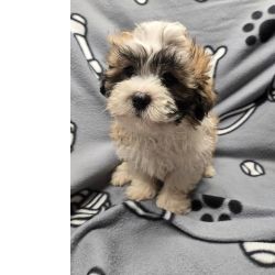 Shih-tzu