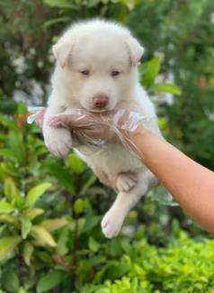 Filhotes De Husky Siberiano  - Perfeitos Seu Lar !!