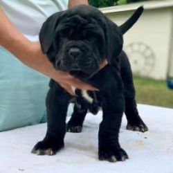 Ninhada cachorros Mastim Napolitano