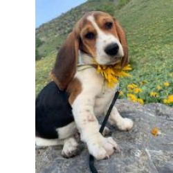Maravilhosos Basset Hound muito meigos