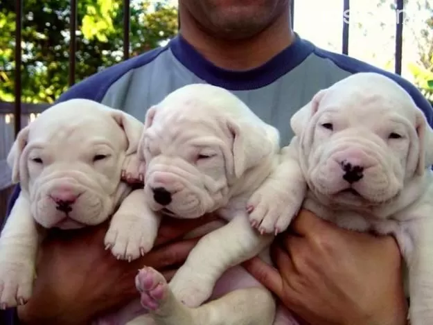 Machos e fmeas cachorros Dogue Argentino disponveis