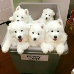 Cachorros Samoiedo com lop