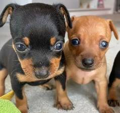 Pinscher: Adquira Em Sua Famlia!