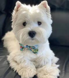 Cachorros West Highland White Terrier (westie)!