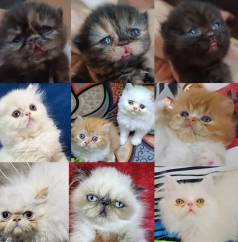 Persas, Exticos E Himalaios Filhotes - Gatil Bsb Cat