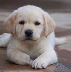 Labrador Retriever Filhotes Raa Pura