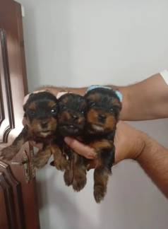 Lindos Filhotes De Yorkshire Disponveis - Amor Em Forma De Cachorro!