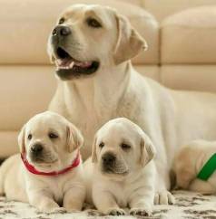 Lindos Filhotes De Labrador -a Foto De Uma Famlia Nobre