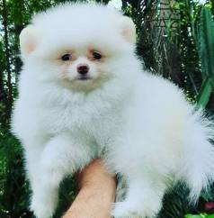 Spitz Alemo