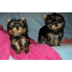 Excelentes cachorros Yorkie machos e fmeas