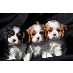 Cachorros Cavalier King Charles prontos