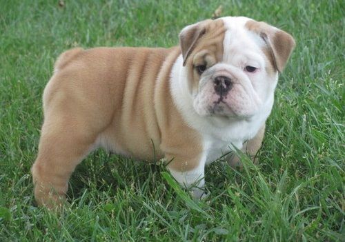 Cachorros Bulldog Ingls prontos