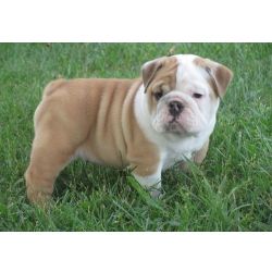 Cachorros Bulldog Ingls prontos