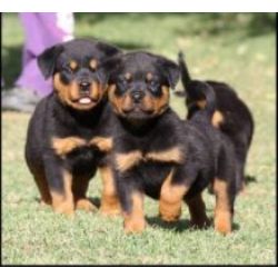 Cachorros Rottweiler prontos agora