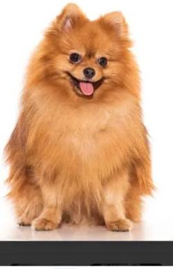 Filhote Macho De Lulu Ano