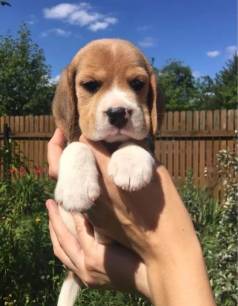 Filhotes De Beagle Venda: Vem Conhecer O Seu Futuro Melhor Amigo!