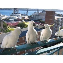 Papagaios Cacatua Guarda-chuva