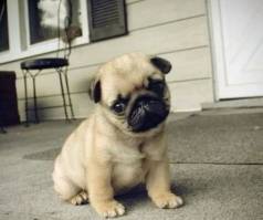 Filhote De Pug Companheiro De 4 Patas
