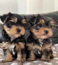 Yorkshire Terrier - Filhotes Lindos E Idnticos No Amor