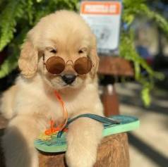 Golden Retriever -lealdade E Afeto