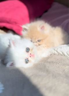 Persa Entregamos No Conforto Do Seu Lar