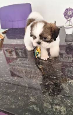 Filhotes Shih Tzu Fmeas E Machinhos 4x Sem Juros!
