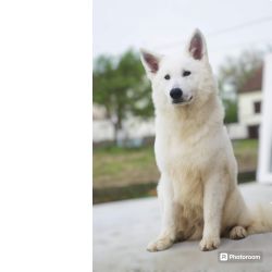 Macho branco suio LOP