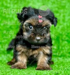 Yorkshire Terrier Filhotes, A Pronta Entrega
