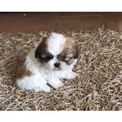 Shih teu miniatura