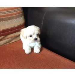 Bichon malts miniatura