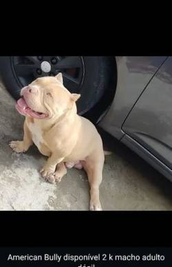 American Bully - Macho Adulto