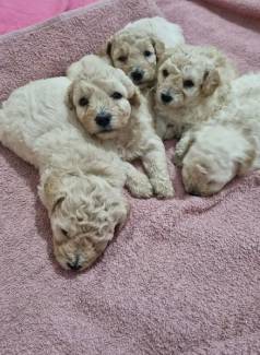 Filhotes De Poodle Toy. J Virmifugado E Comendo Rao. Esta Com 36 Dias De Nascimento