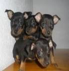 Pinscher Filhotes - Pequenos Em Tamanho, Grandes Em Energia