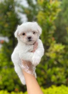 Malts Tamanho Micro E Padro, Com Garantias E Suporte Veterinrio Gratuito!