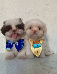 Dois Filhotes Shih Tzu Lindos E Brincalhes