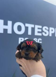 Yorkshire Bebe