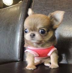 Filhotes De Chihuahua Disponveis - Carinho E Alegria Em Cada Filhote!