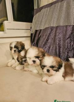 Shih Tzu/shihtzu/shitzu Que Encanta Com Sua Fofura E Doura!