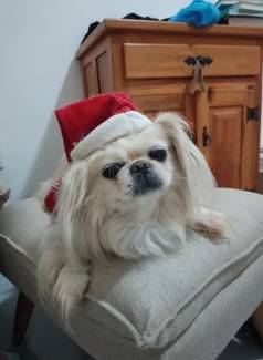 Cachorro Pequins Com Chapu De Papai Noel