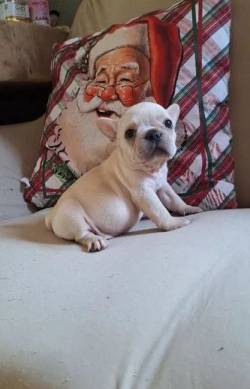 Filhotes De Bulldog Francs