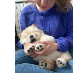 Ninhada Chow Chow