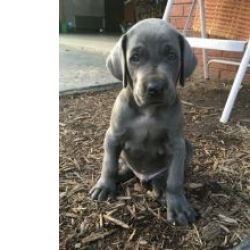 Macho e fmea Weimaraner