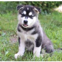 Cachorros Malamute do Alaska disponivel