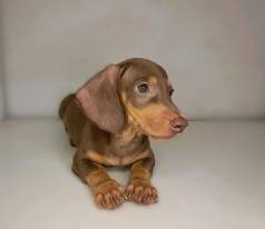 Filhotes Dachshund Salsicha Diversas Cores Bem Baixinhos Lindos 12x
