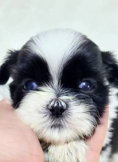 Filhote Shih Tzu - Fofa E Carinhosa