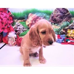 Cocker Spaniel Ingls disponvel para entrega imediata