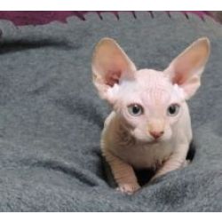 Sphynx